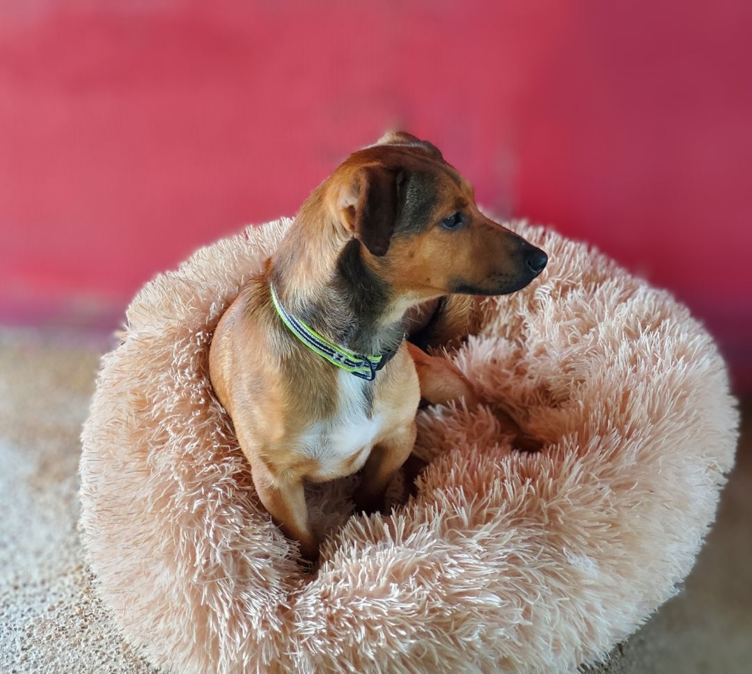 Enlarge Buddy, a Adopted Chiweenie in Leesburg, AL image 2/13