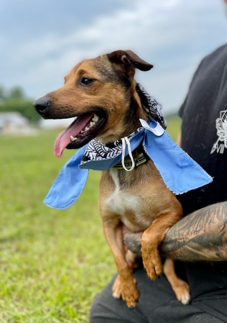Enlarge Buddy, a Adopted Chiweenie in Leesburg, AL image 3/13
