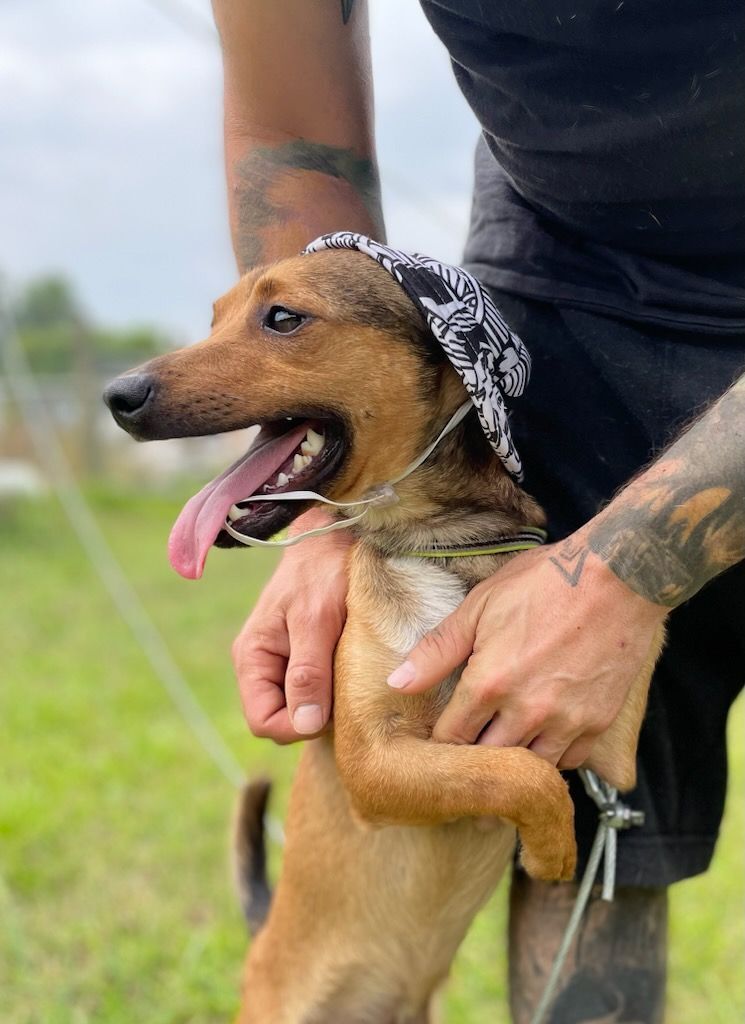 Enlarge Buddy, a Adopted Chiweenie in Leesburg, AL image 4/13