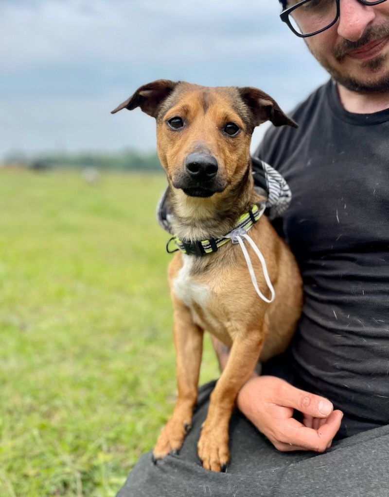 Enlarge Buddy, a Adopted Chiweenie in Leesburg, AL image 5/13