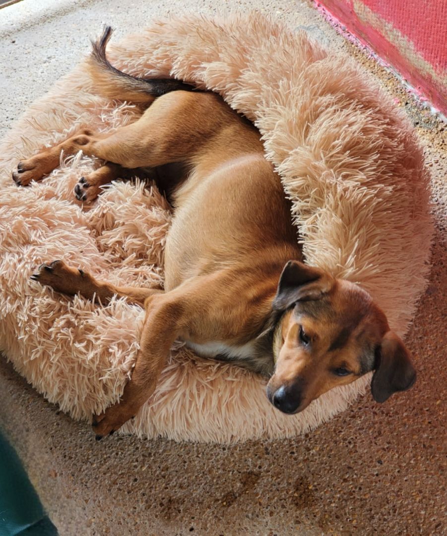 Enlarge Buddy, a Adopted Chiweenie in Leesburg, AL image 6/13