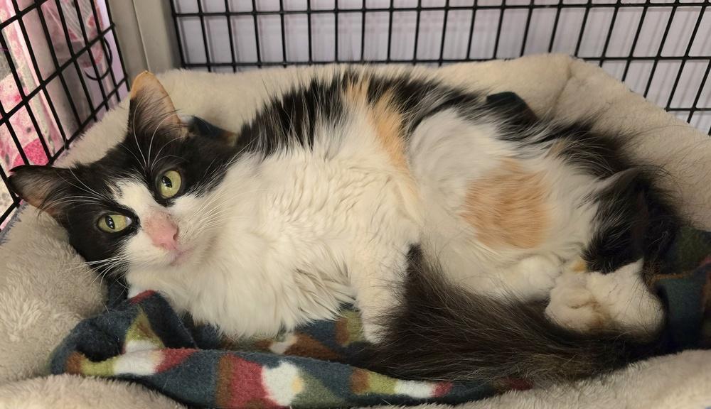 Zuppa, Adoptable, Adult Female Calico.
