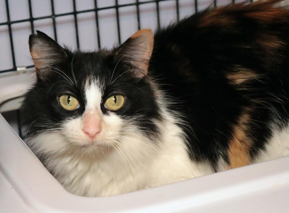 Enlarge Zuppa, a Adoptable mixed breed in Vancouver, WA image 1/2