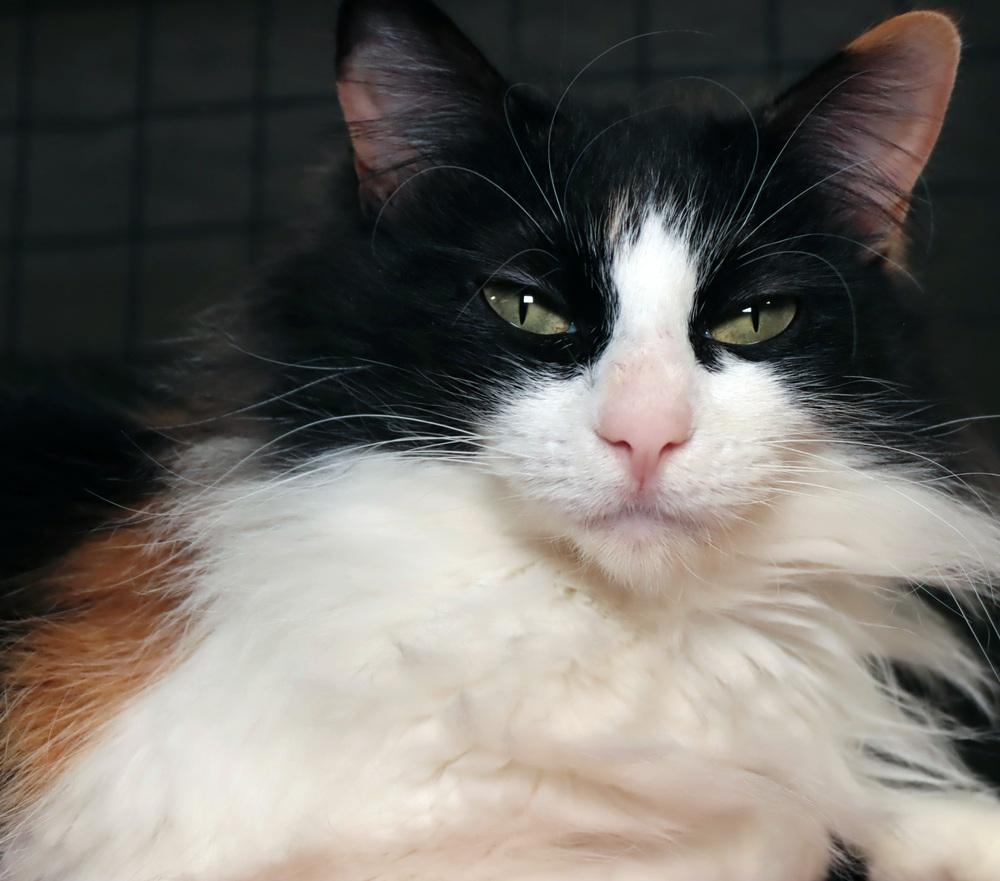 Enlarge Zuppa, a Adoptable mixed breed in Vancouver, WA image 3/6