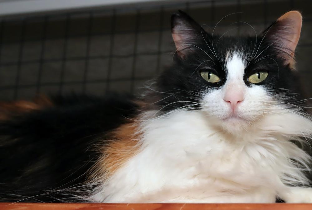 Enlarge Zuppa, a Adoptable mixed breed in Vancouver, WA image 6/6