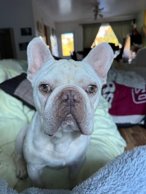 Chunk, Adoptable, Adult Male French Bulldog.