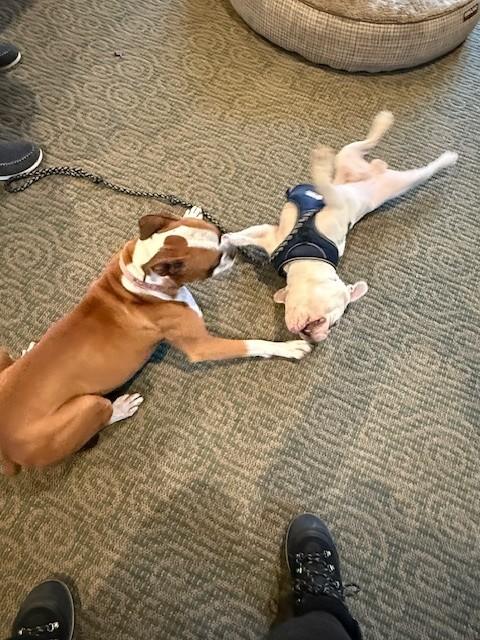 Enlarge Chunk, a Adoptable French Bulldog in san mateo, CA image 2/3