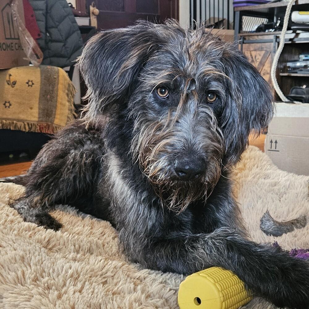 Ube Coconut Swirl, Adoptable, Young Male Labradoodle.