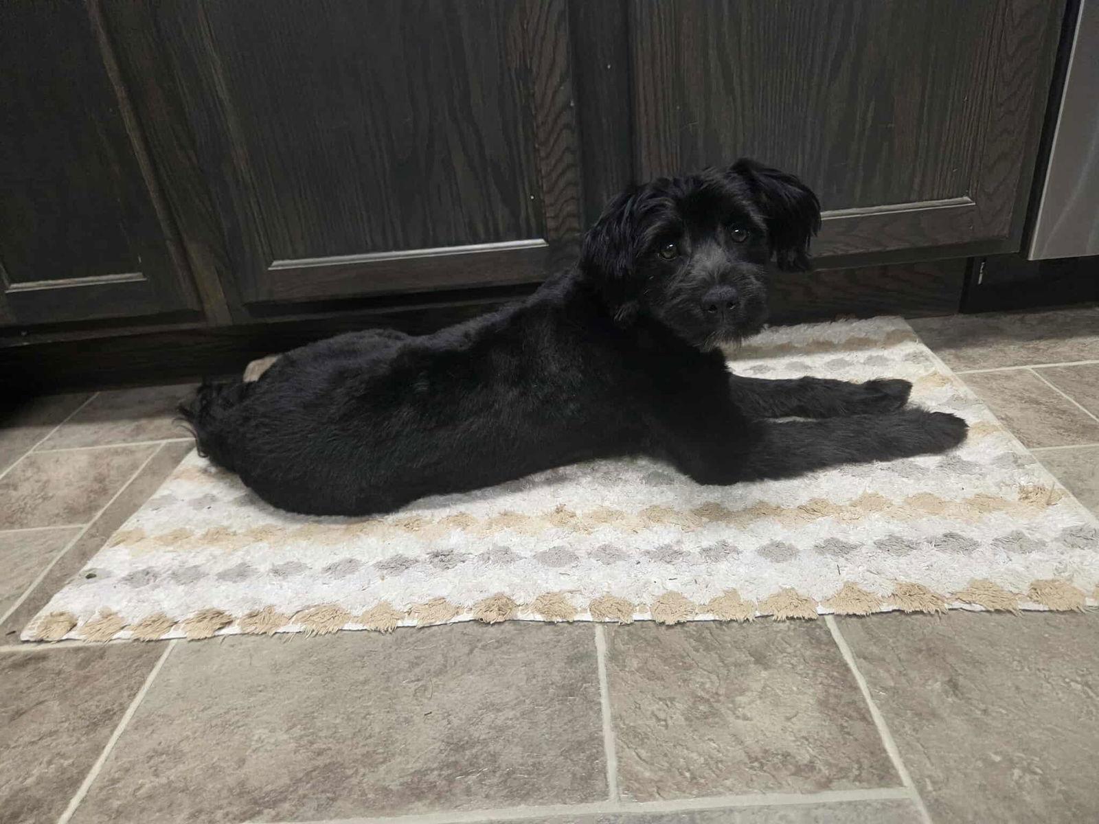 Milos, Adopted, Adult Male Cairn Terrier & Poodle.