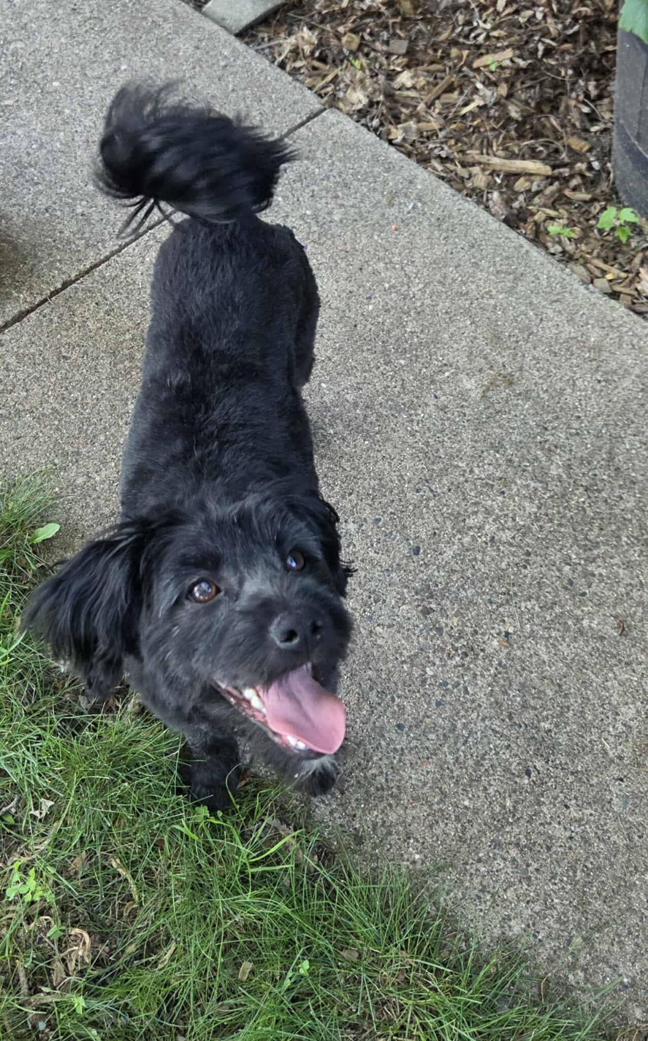 Enlarge Milos, a Adopted mixed breed in Minneapolis, MN image 2/3