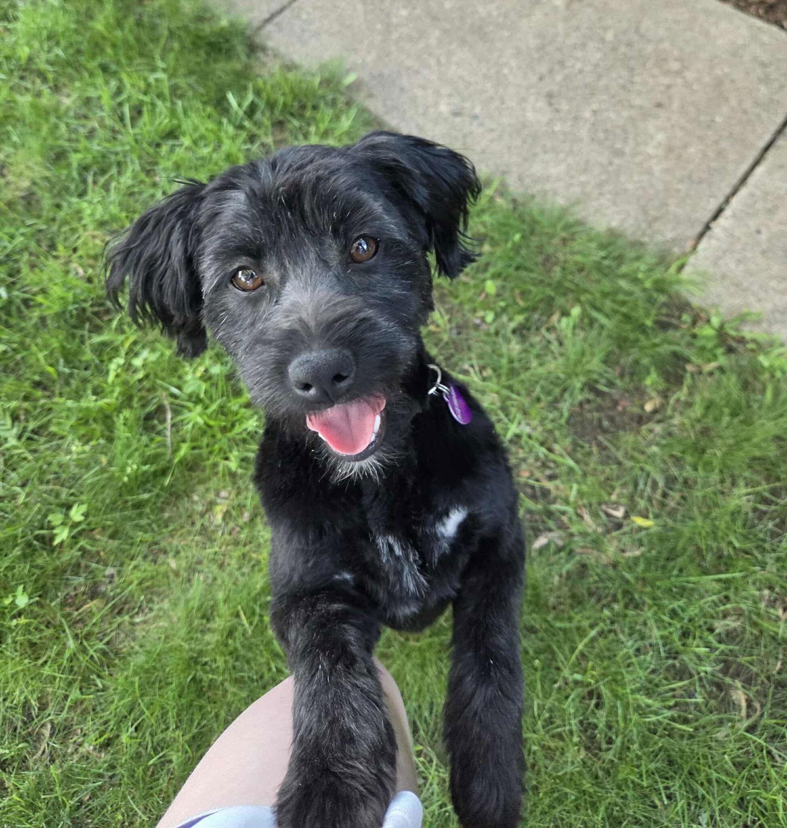 Enlarge Milos, a Adopted mixed breed in Minneapolis, MN image 3/3