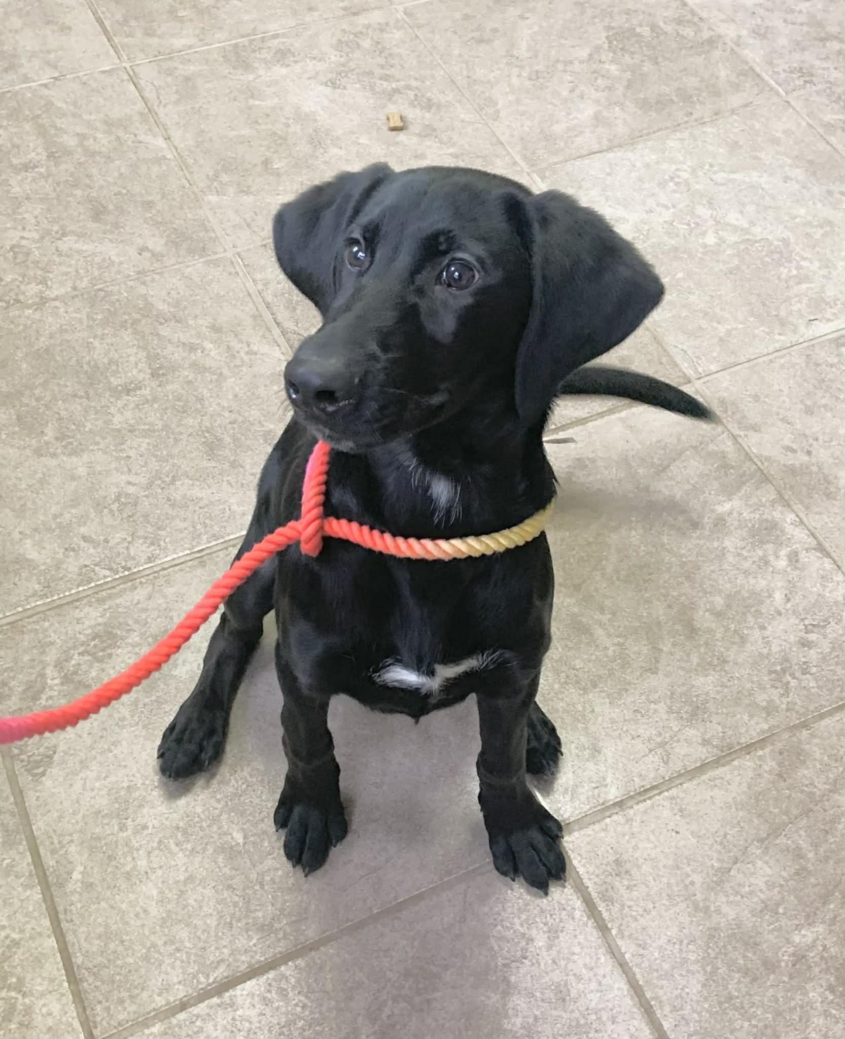 Enlarge Buddy, an adopted mixed breed in Massena, NY image 2/2