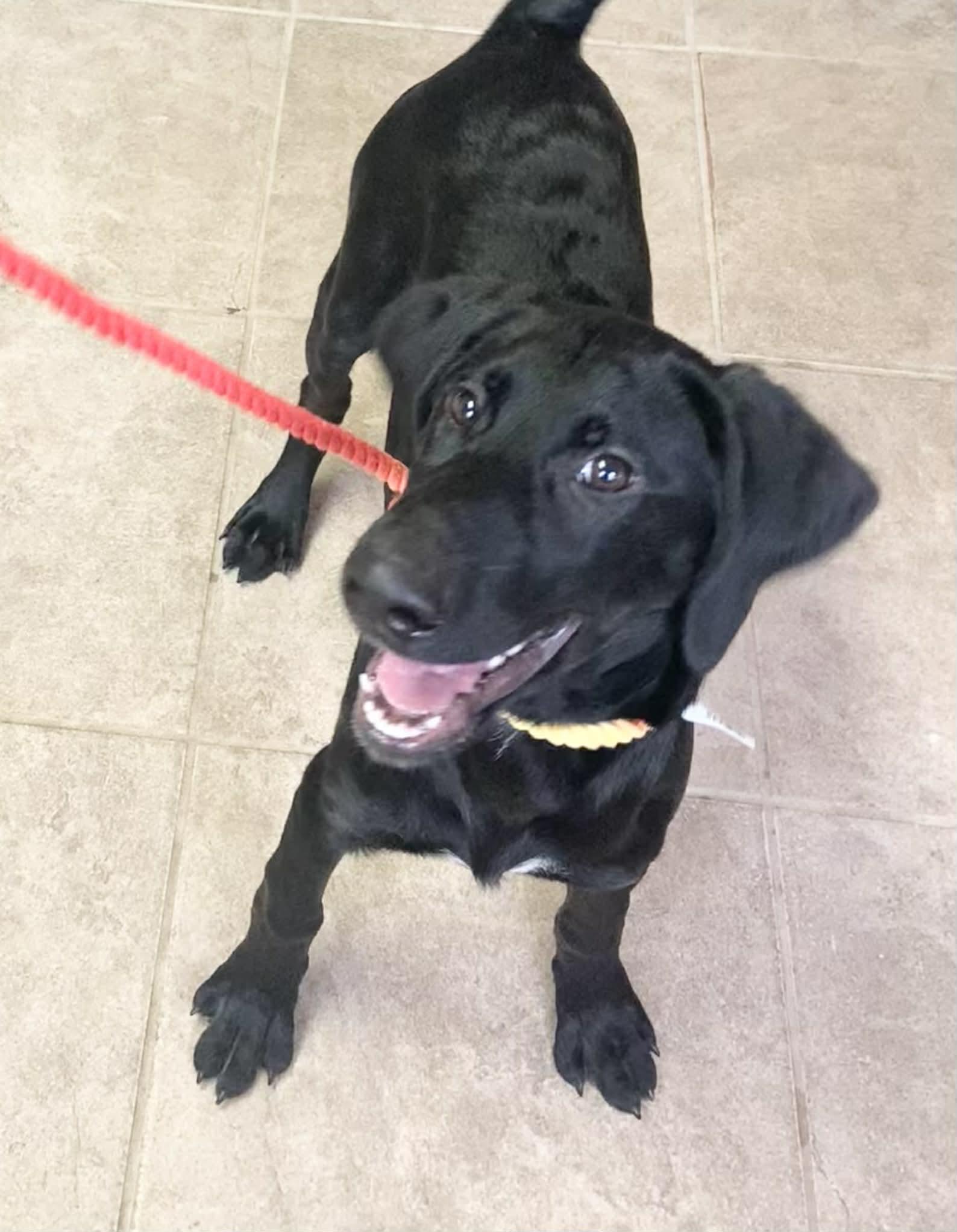 Buddy, ADOPTABLE, Young Male Black Labrador Retriever.