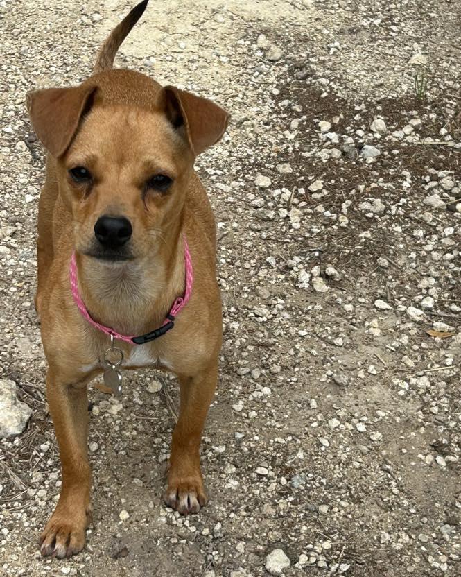 Enlarge Dillon, a ADOPTABLE mixed breed in Winsted, CT image 3/3