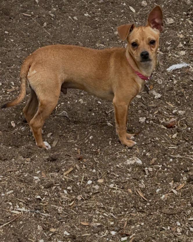 Enlarge Dillon, a ADOPTABLE mixed breed in Winsted, CT image 1/3