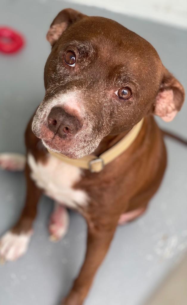 Enlarge Sadie, a Adoptable mixed breed in Labelle, FL image 1/1