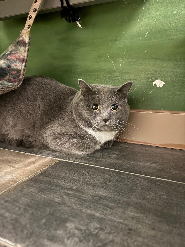 Polar, a Adoptable mixed breed in Winnipeg, MB image 1/2