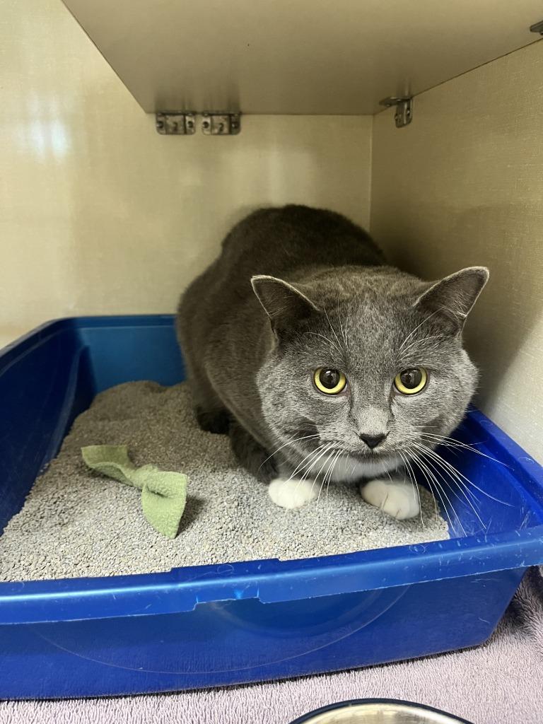 Polar, a Adoptable mixed breed in Winnipeg, MB image 2/2