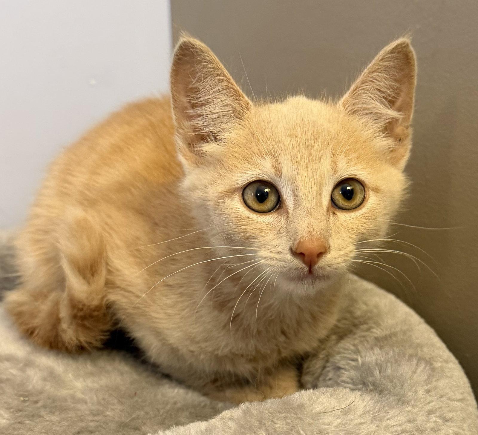 Cheeto- Meet Me at Fancy Paws, Adopted, Young Male Domestic Short Hair.