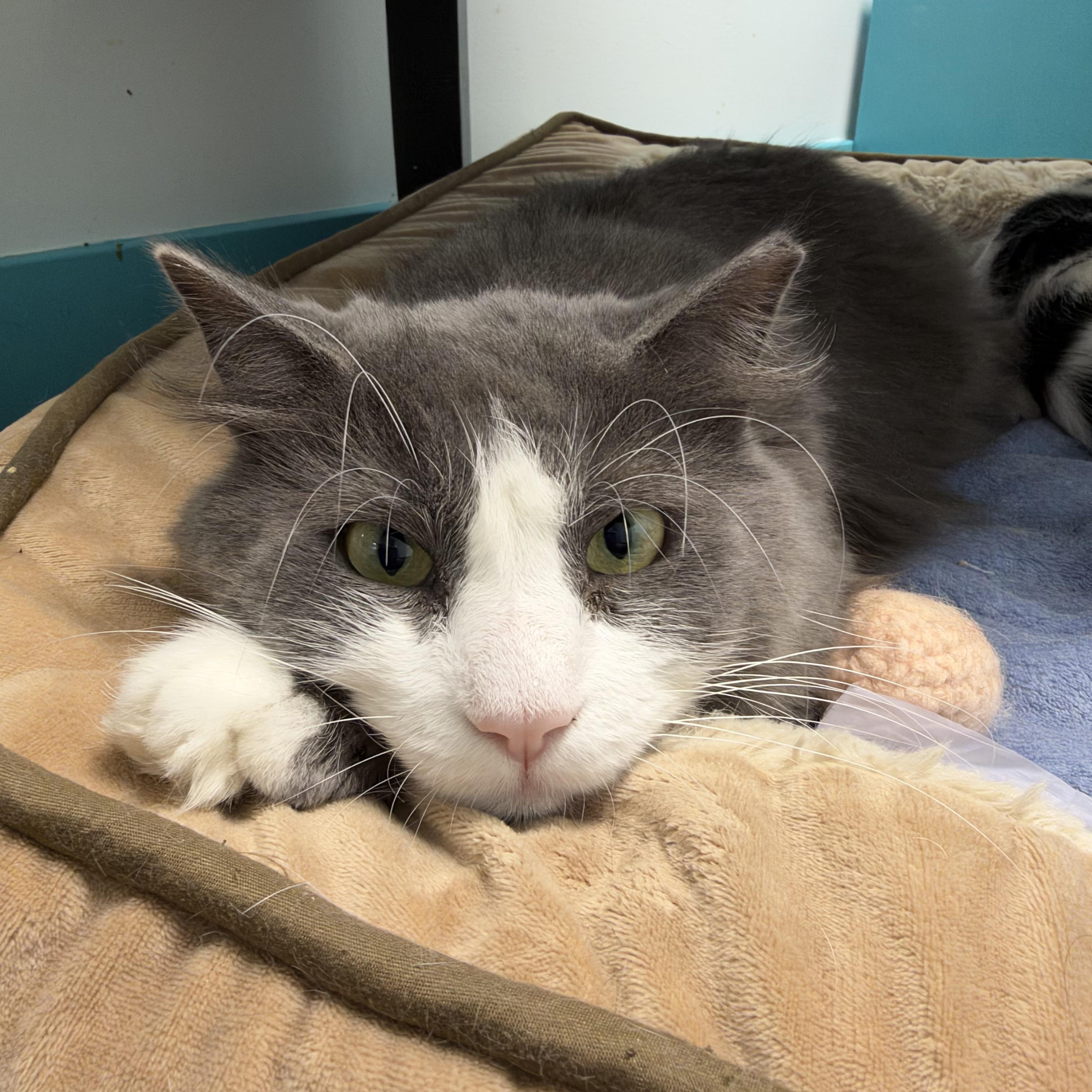 Enlarge Bruno - ADOPTION PENDING, a Adoptable Domestic Short Hair in Grand Rapids, MI image 5/6