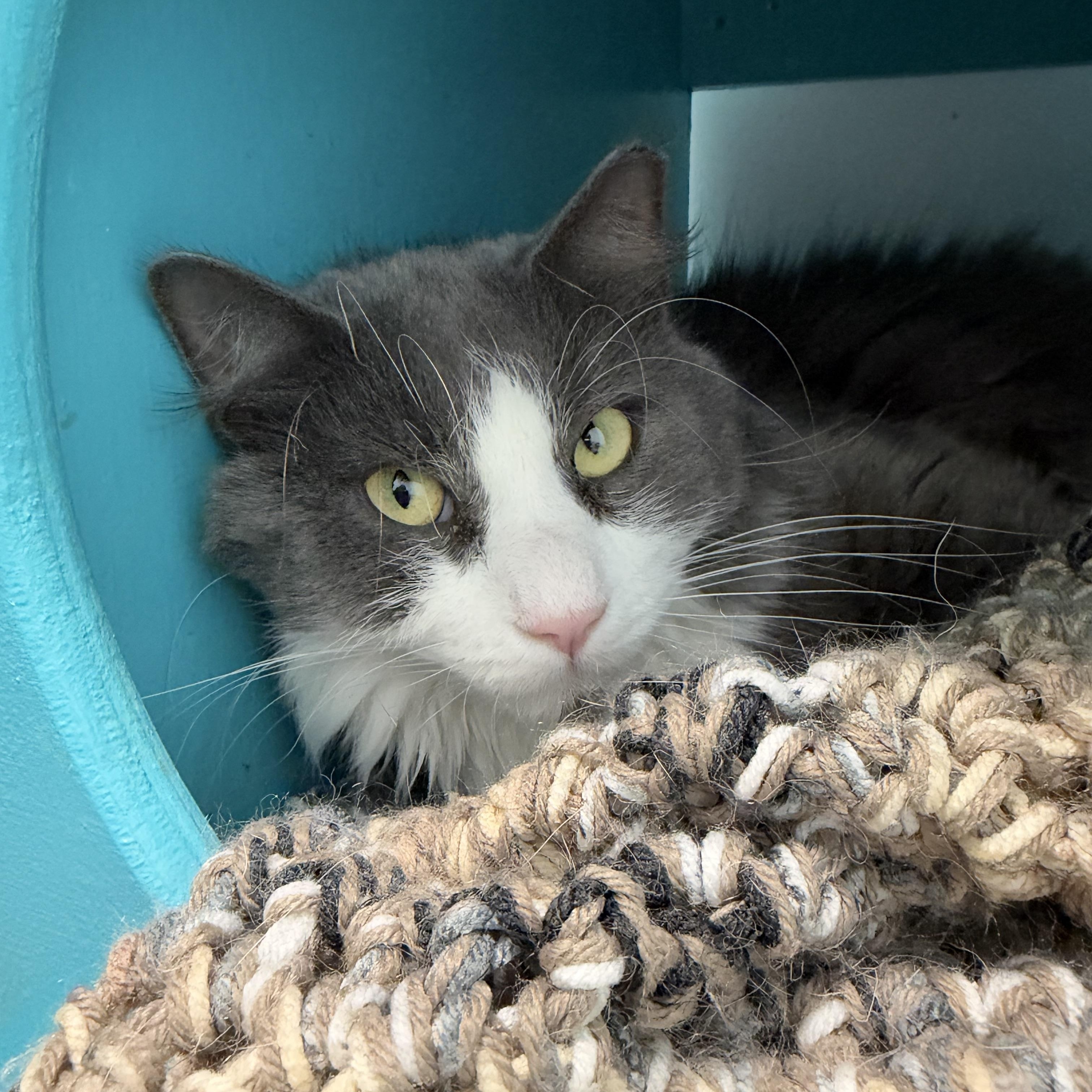 Enlarge Bruno - ADOPTION PENDING, a Adoptable Domestic Short Hair in Grand Rapids, MI image 6/6