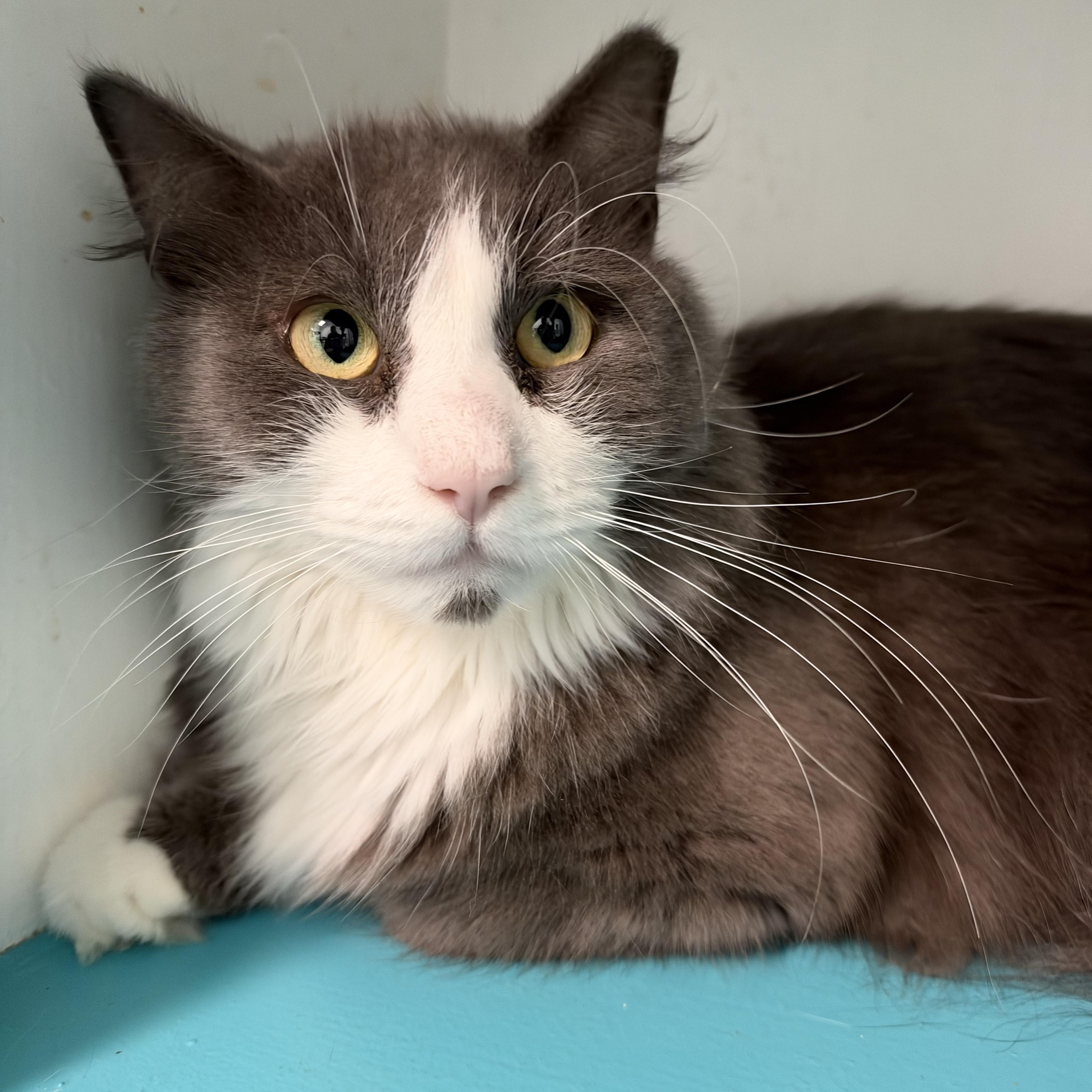 Enlarge Bruno - ADOPTION PENDING, a Adoptable Domestic Short Hair in Grand Rapids, MI image 4/6