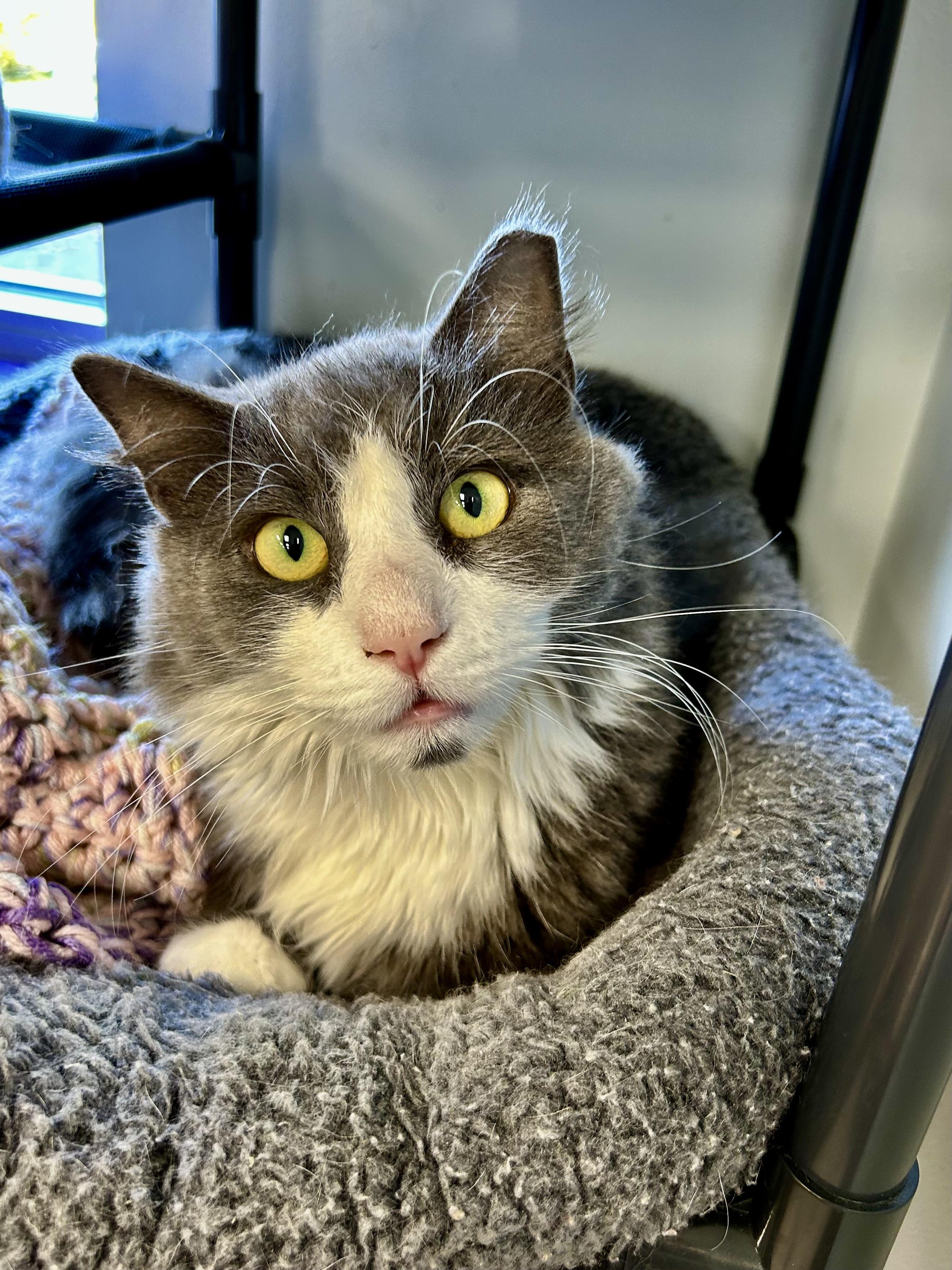 Enlarge Bruno - ADOPTION PENDING, a Adoptable Domestic Short Hair in Grand Rapids, MI image 3/6