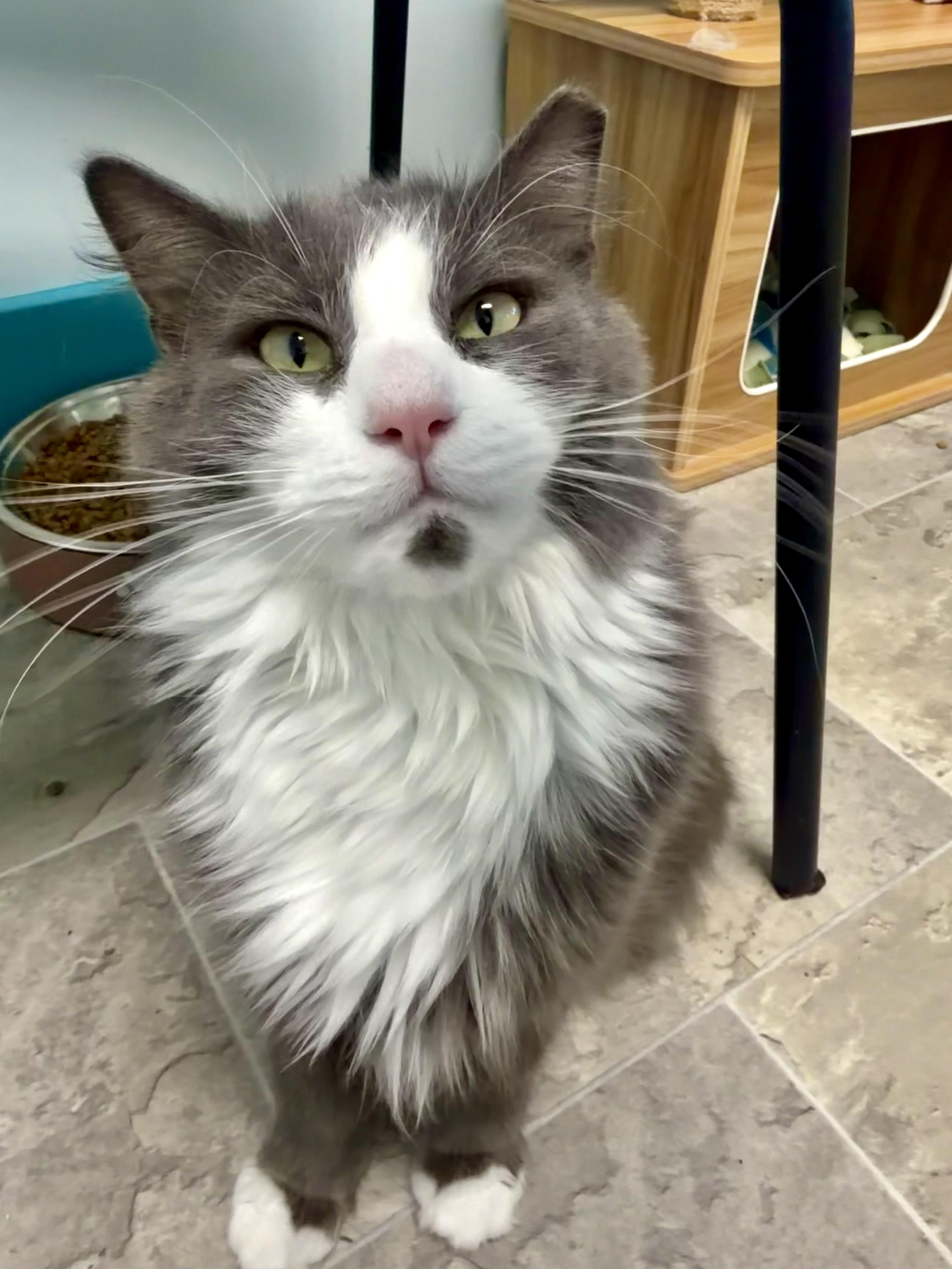 Enlarge Bruno - ADOPTION PENDING, a Adoptable Domestic Short Hair in Grand Rapids, MI image 1/6