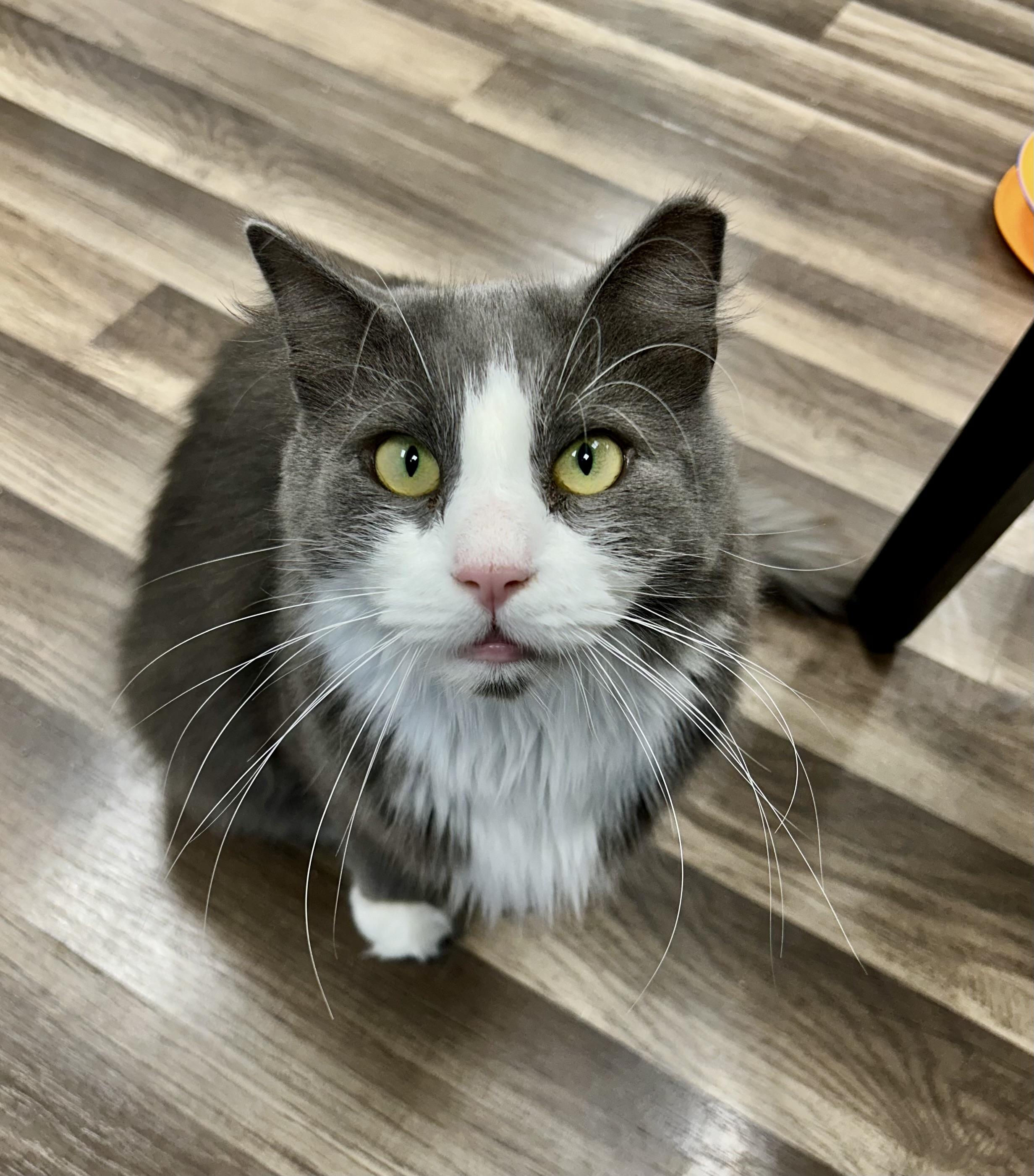 Enlarge Bruno - ADOPTION PENDING, a Adoptable Domestic Short Hair in Grand Rapids, MI image 2/6