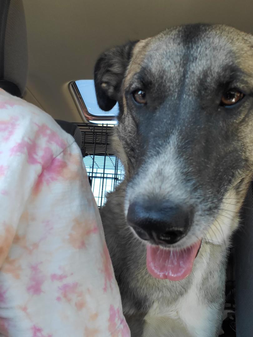 Enlarge Annie, a Adoptable mixed breed in Bend, OR image 1/4