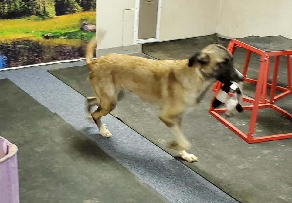 Enlarge Annie, a Adoptable mixed breed in Bend, OR image 2/4