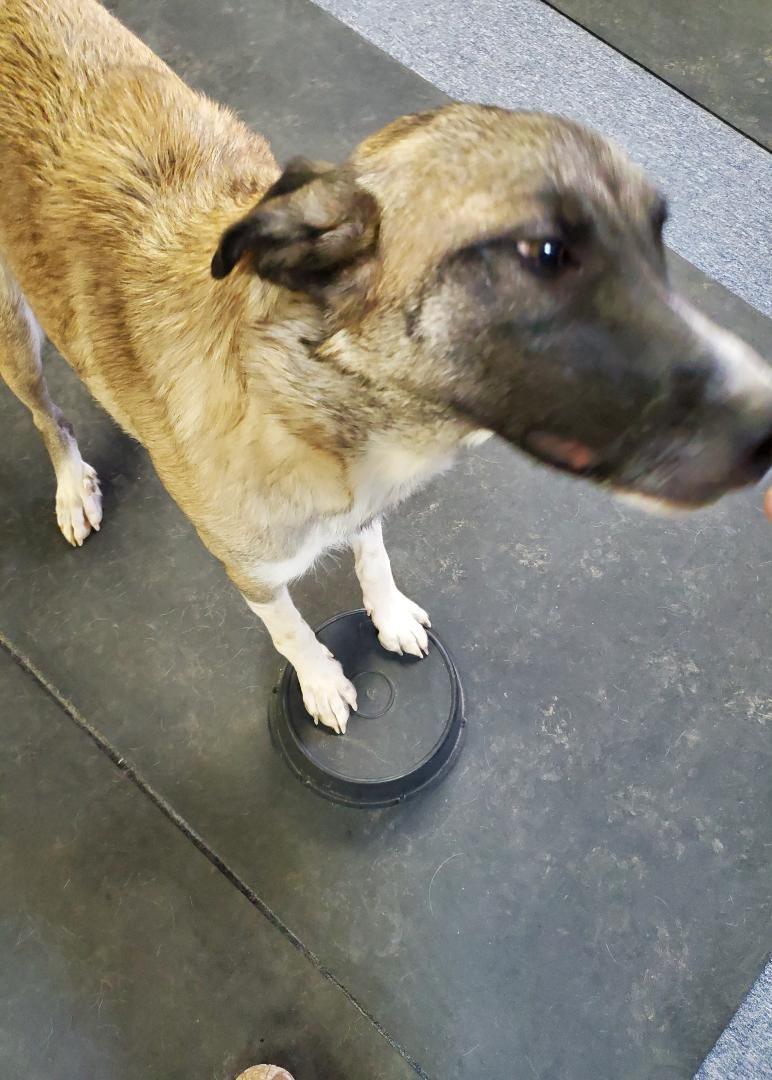 Enlarge Annie, a Adoptable mixed breed in Bend, OR image 3/4