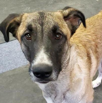 Annie, an adoptable Belgian Shepherd / Malinois, Anatolian Shepherd in Bend, OR, 97703 | Photo Image 2
