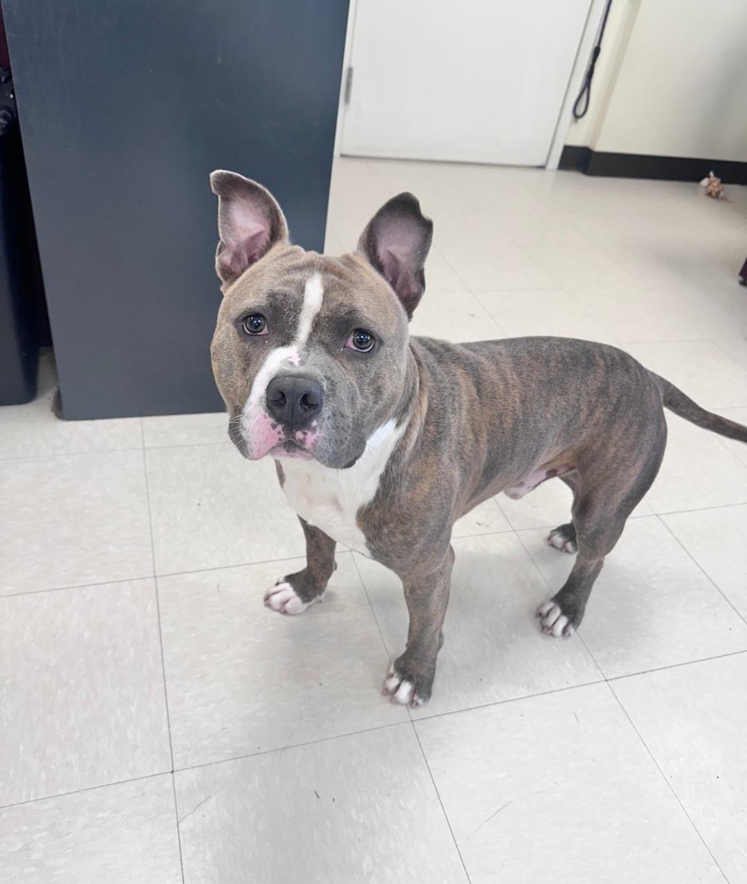 Dizzy, ADOPTABLE, Adult Male Pit Bull Terrier.
