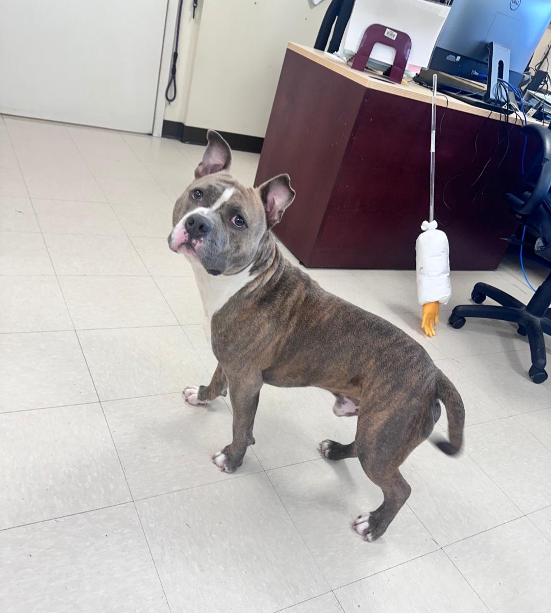 Dizzy, a ADOPTABLE Pit Bull Terrier in Clayton, NJ image 3/3