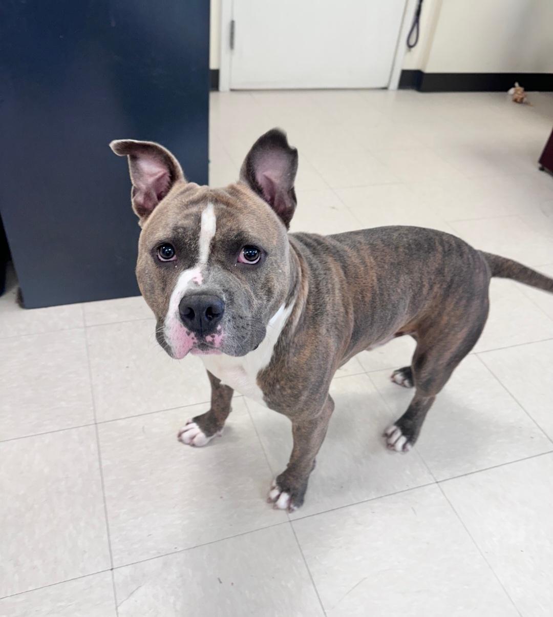 Dizzy, a ADOPTABLE Pit Bull Terrier in Clayton, NJ image 2/3