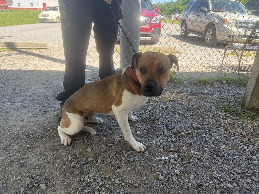 Tucker, a Adoptable mixed breed in Murray, KY image 1/2