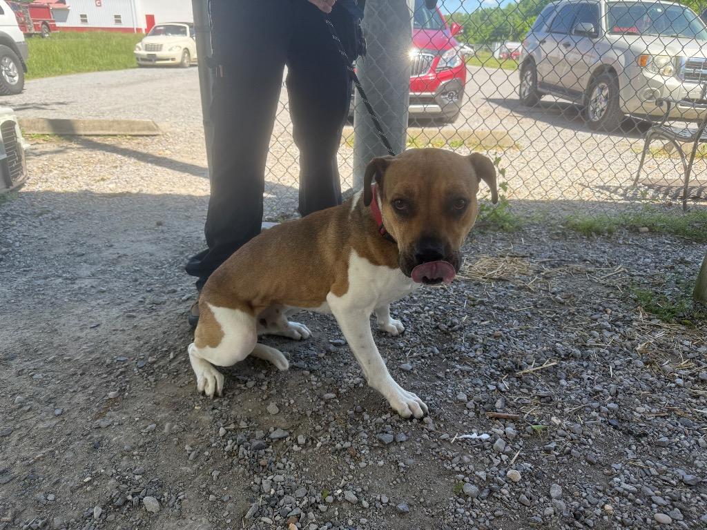 Tucker, a Adoptable mixed breed in Murray, KY image 2/2