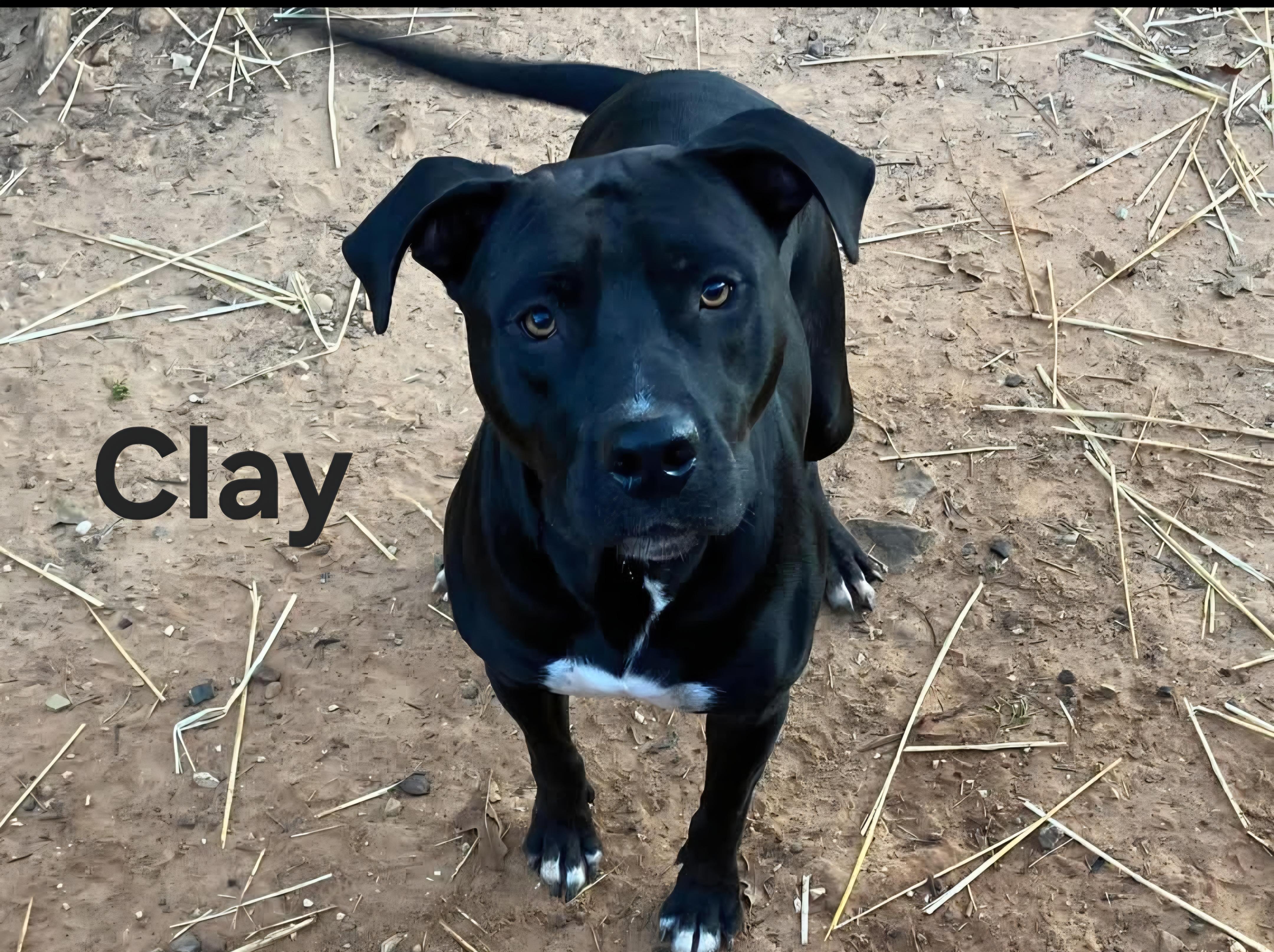 Clay, Adoptable, Adult Male Black Labrador Retriever.