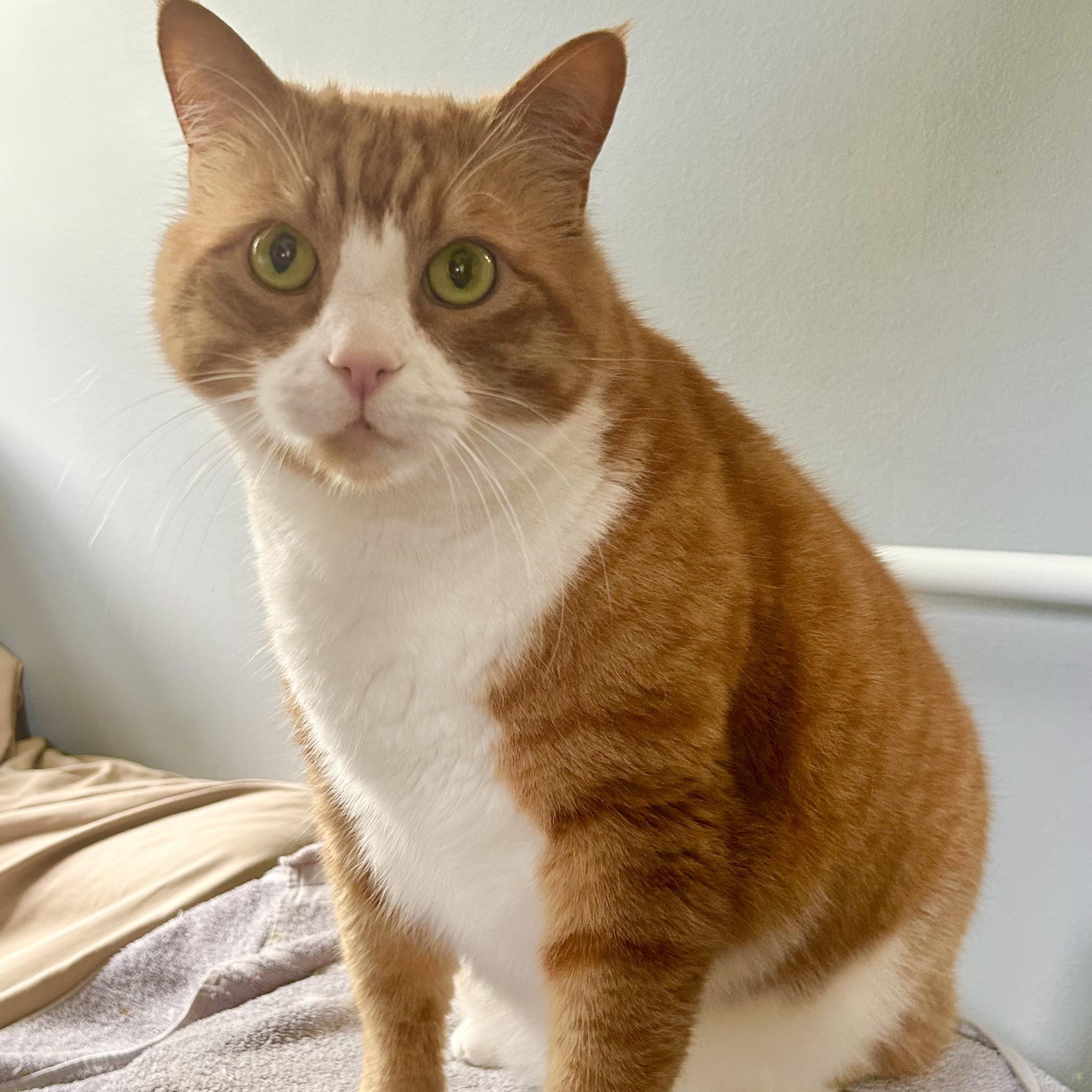 Tabby, Adoptable, Adult Male Domestic Short Hair.