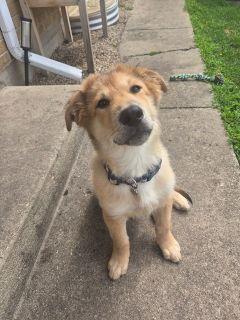 Townes, a ADOPTABLE Mixed Breed in Schaumburg, IL image 3/6