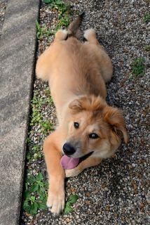 Townes, a ADOPTABLE Mixed Breed in Schaumburg, IL image 6/6