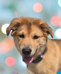 Townes, ADOPTABLE, Puppy Male Mixed Breed.