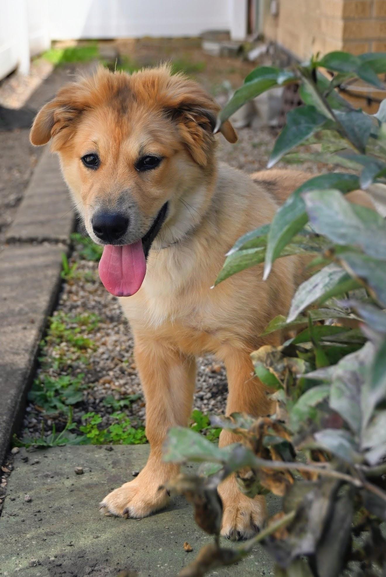 Townes, a ADOPTABLE Mixed Breed in Schaumburg, IL image 4/6