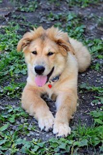 Townes, a ADOPTABLE Mixed Breed in Schaumburg, IL image 5/6