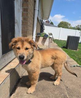 Townes, a ADOPTABLE Mixed Breed in Schaumburg, IL image 2/6