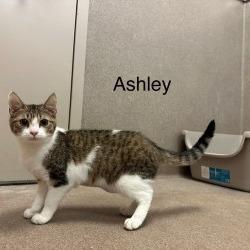 Ashley, Adoptable, Young Female Domestic Short Hair.