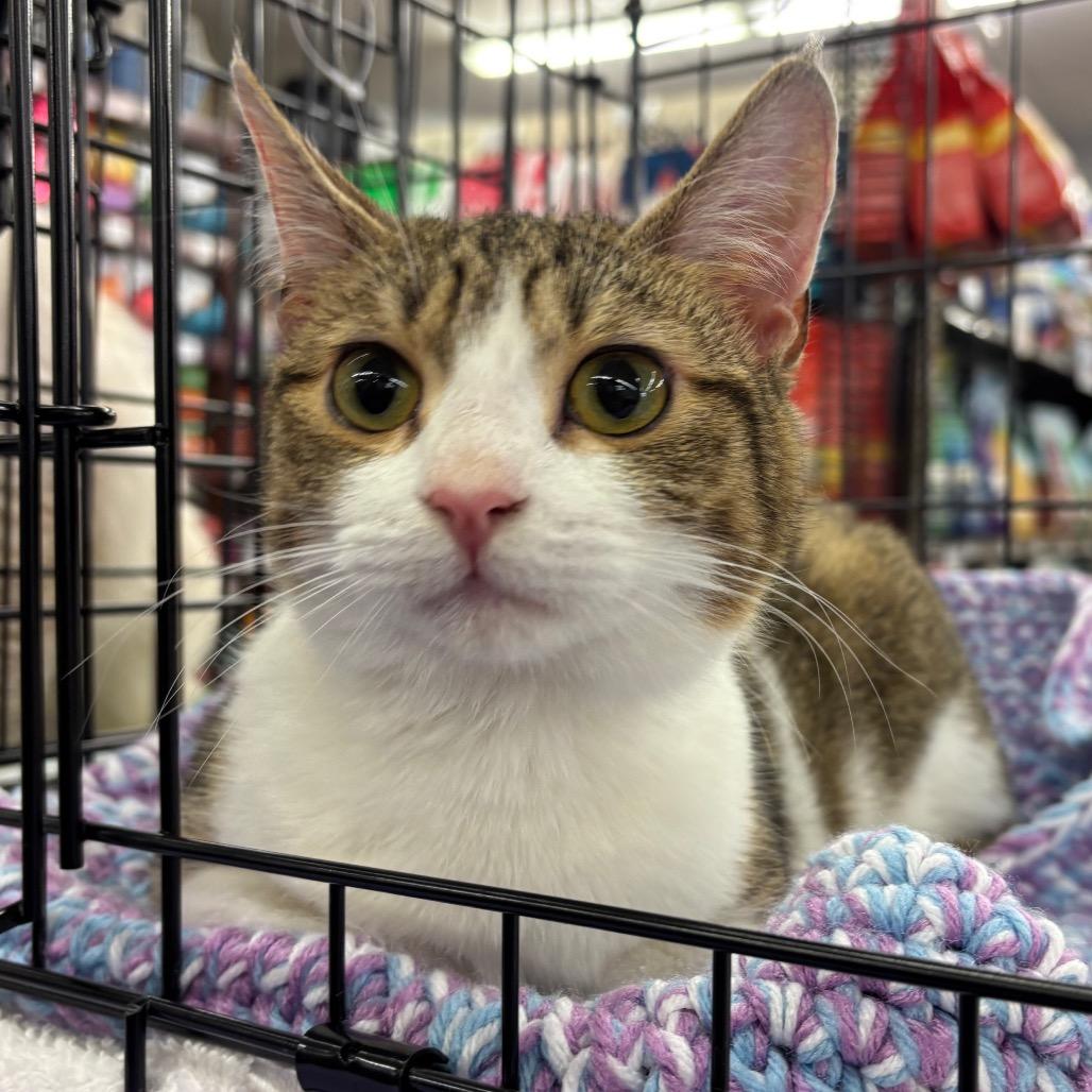 Enlarge Ashley, a Adoptable Domestic Short Hair in Morgan Hill, CA image 2/3