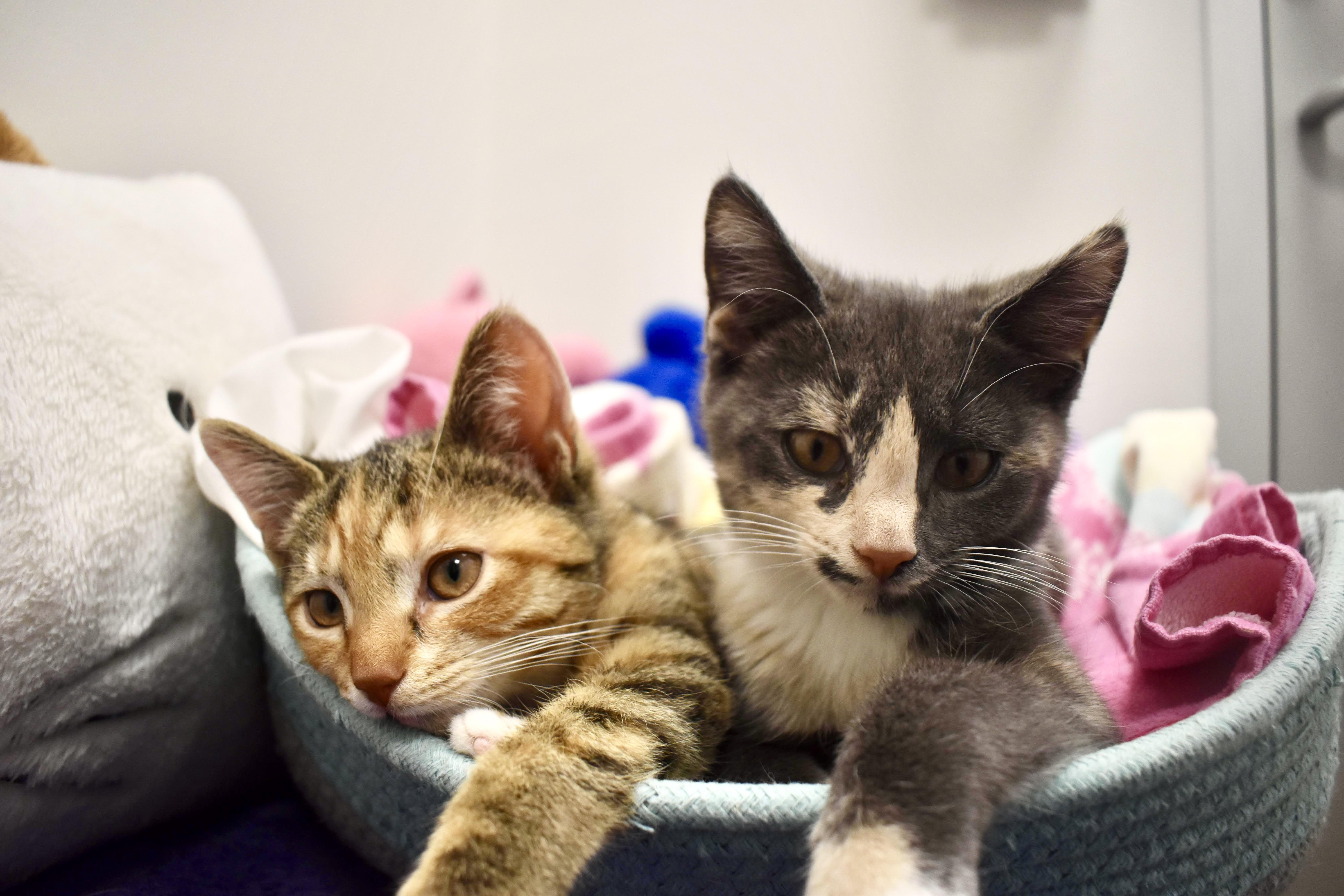 Pepper Jack thumbnail 2