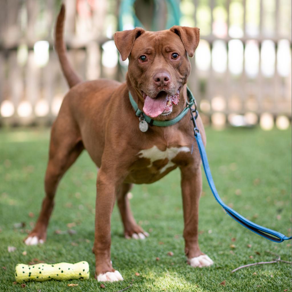 Rocky, Adoptable, Adult Male Mixed Breed.